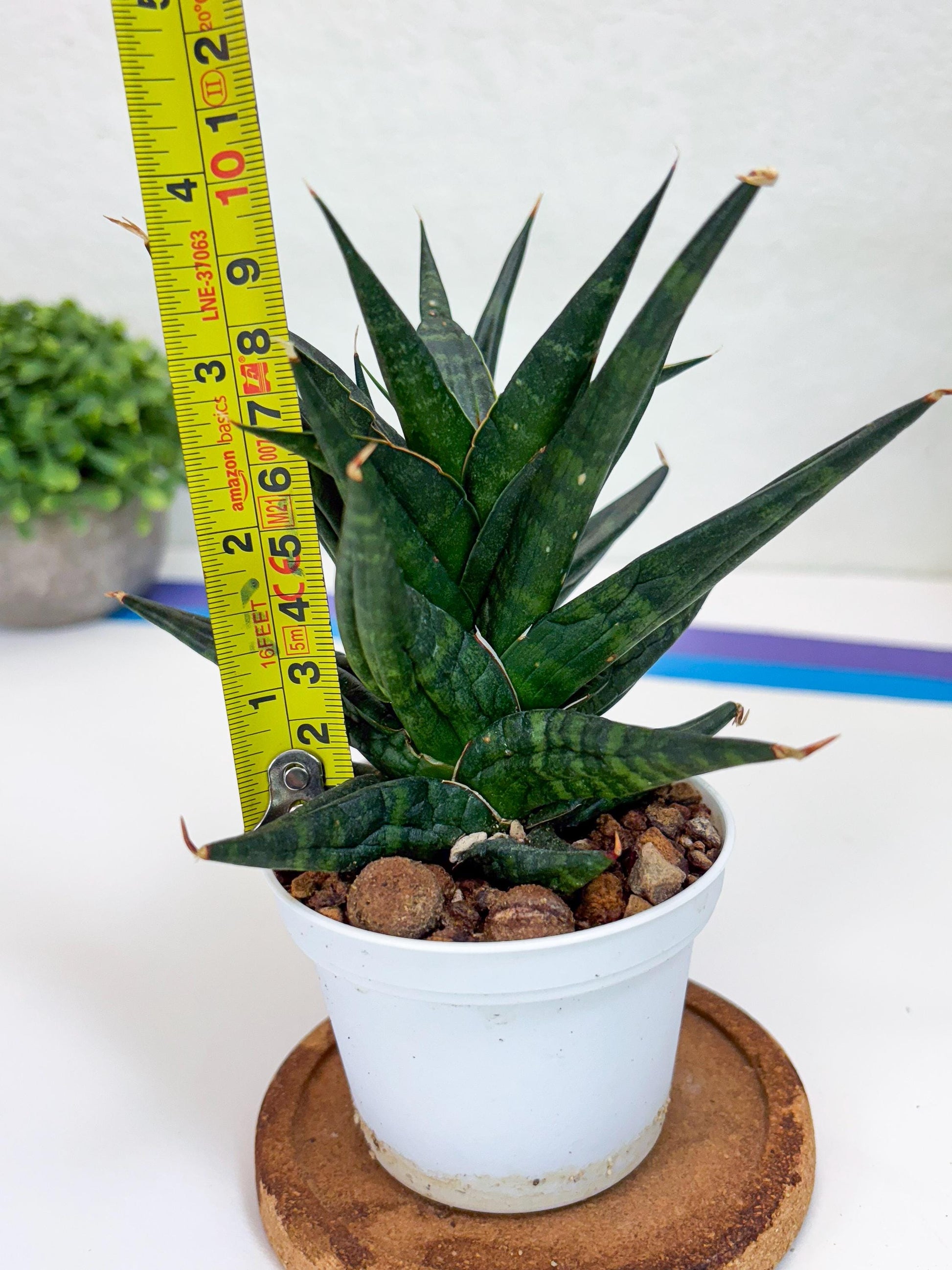 Sansevieria Blorong (#H4) | Rare Imported House Plants | Rare Snake Plant