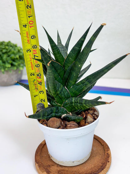 Sansevieria Blorong (#H4) | Rare Imported House Plants | Rare Snake Plant