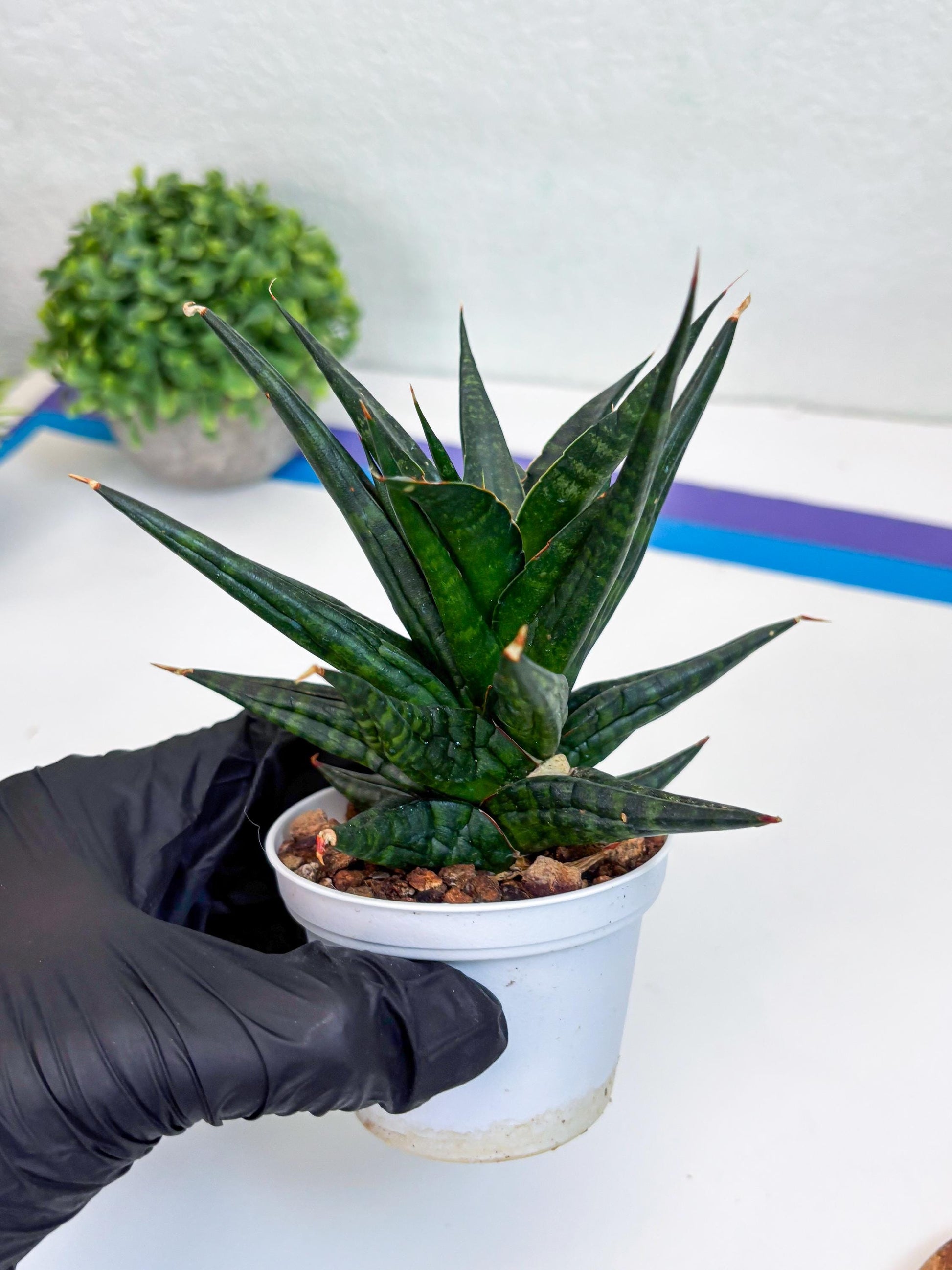 Sansevieria Blorong (#H4) | Rare Imported House Plants | Rare Snake Plant