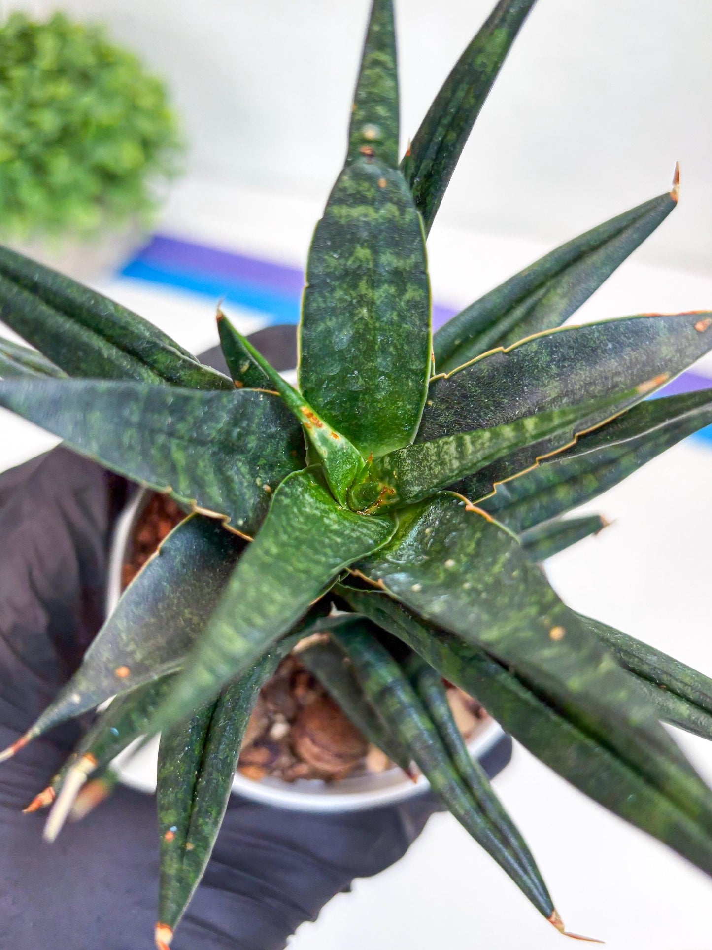 Sansevieria Blorong (#H4) | Rare Imported House Plants | Rare Snake Plant