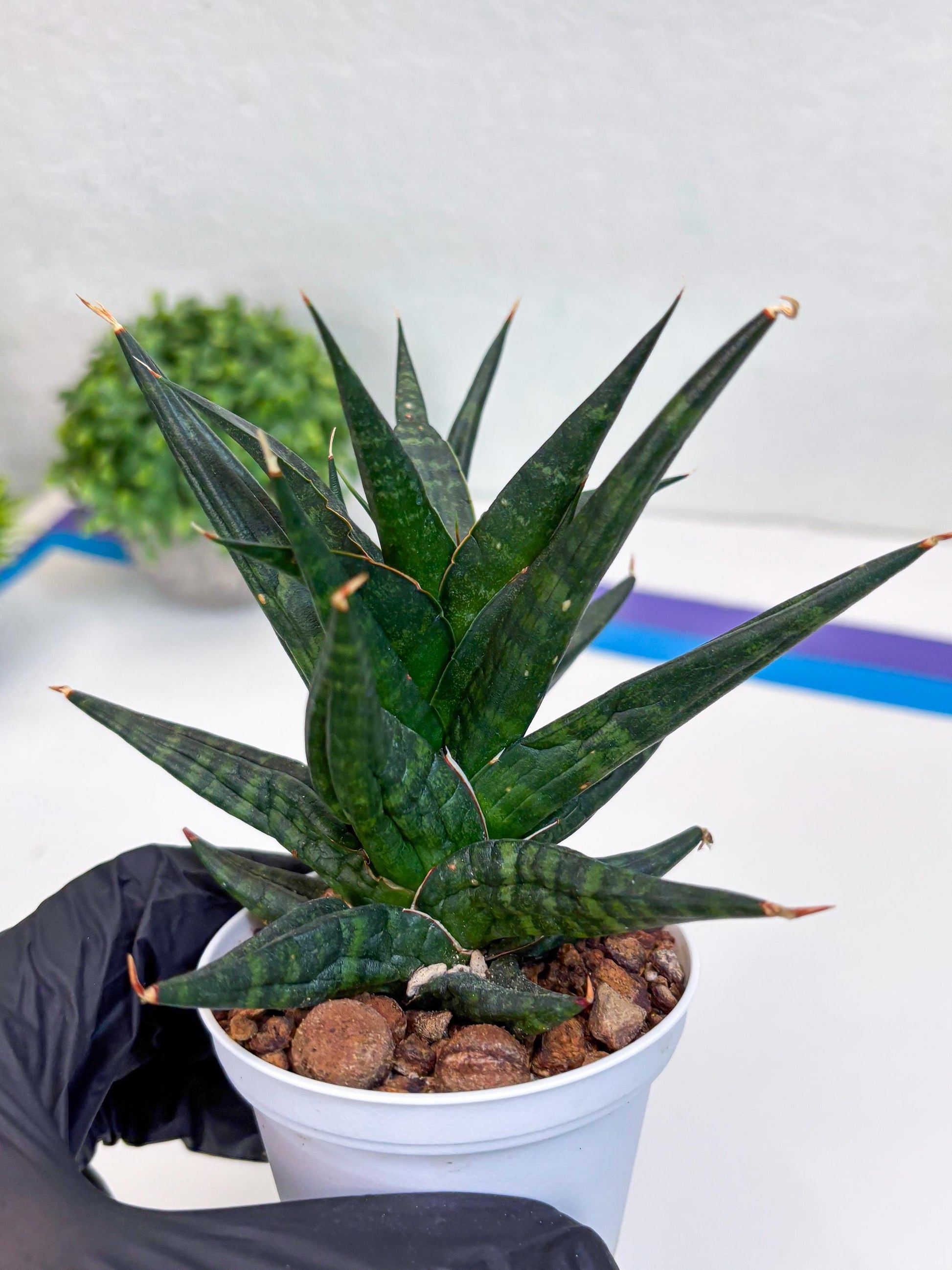 Sansevieria Blorong (#H4) | Rare Imported House Plants | Rare Snake Plant