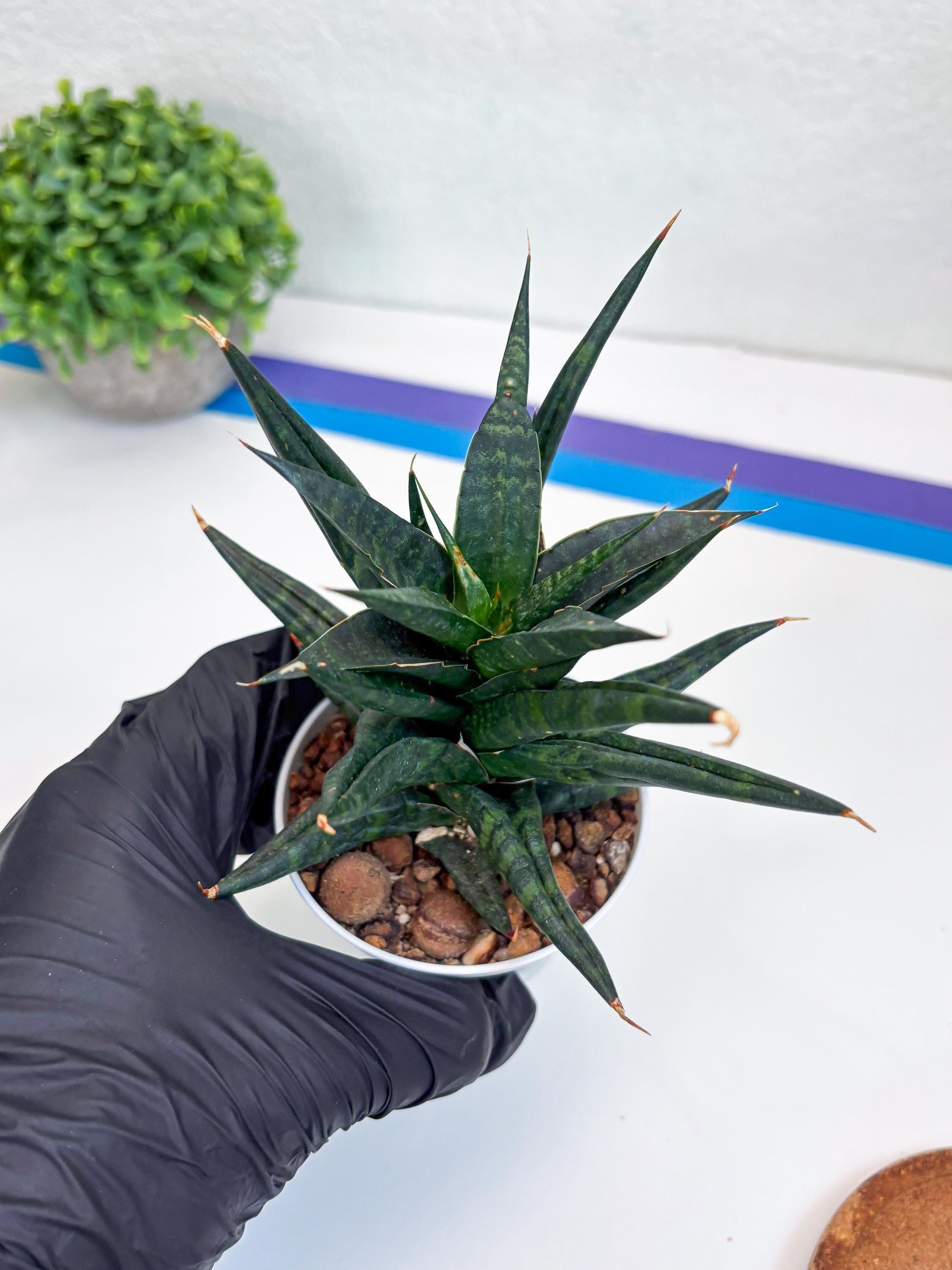 Sansevieria Blorong (#H4) | Rare Imported House Plants | Rare Snake Plant