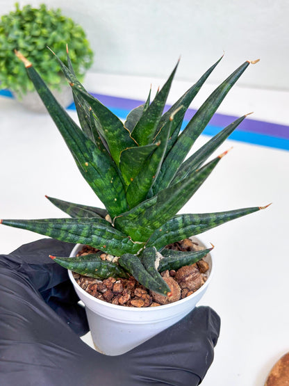 Sansevieria Blorong (#H4) | Rare Imported House Plants | Rare Snake Plant