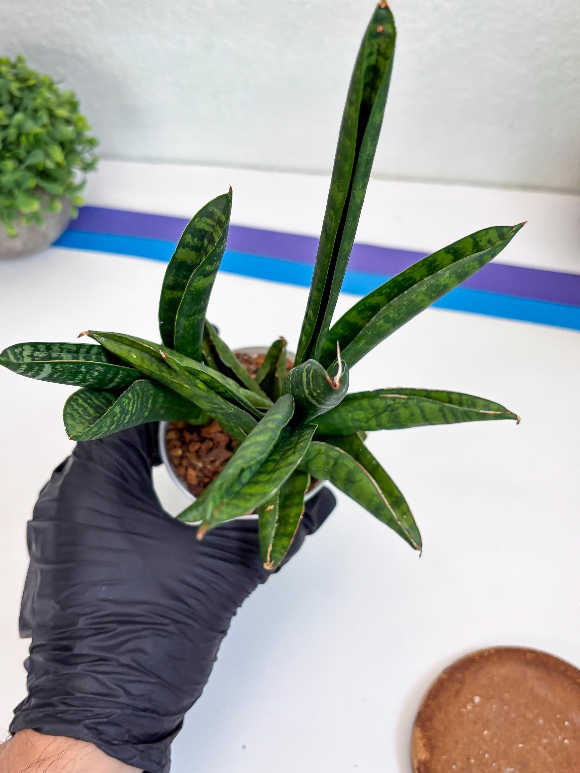 Sansevieria Anjani (Ha5) (p) | Snake Plant