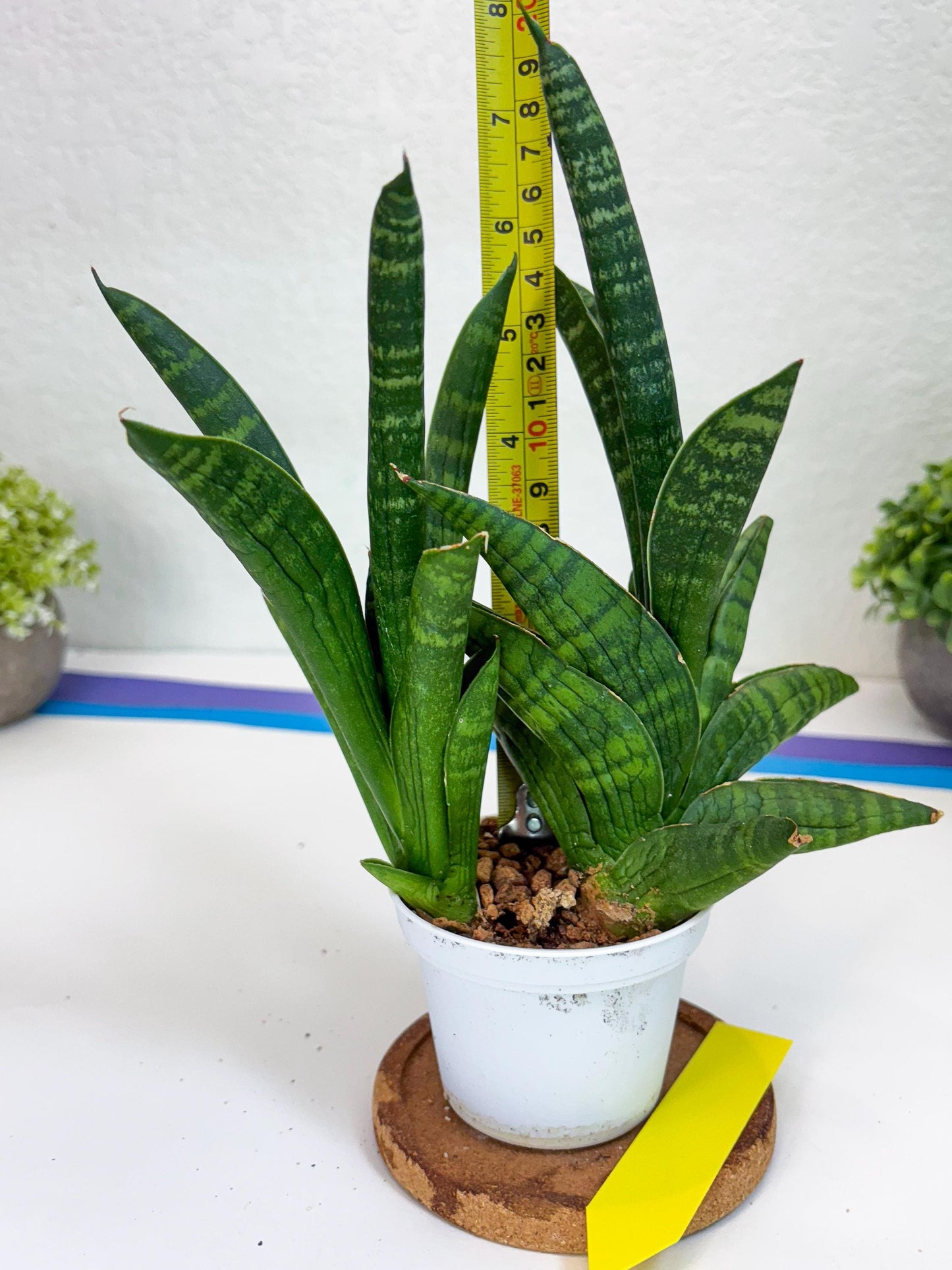 Sansevieria Anjani (Ha5) (y) | Snake Plant