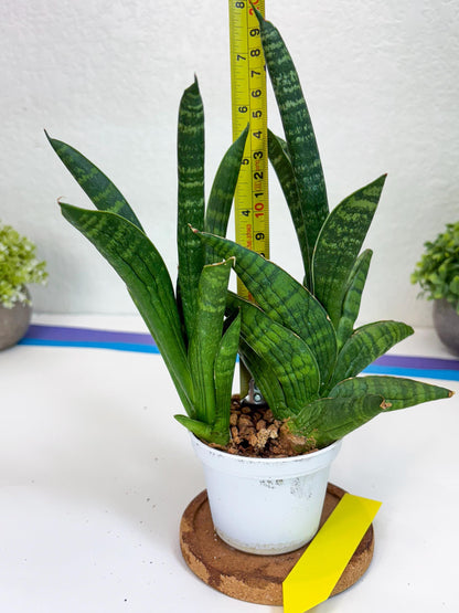 Sansevieria Anjani (Ha5) (y) | Snake Plant