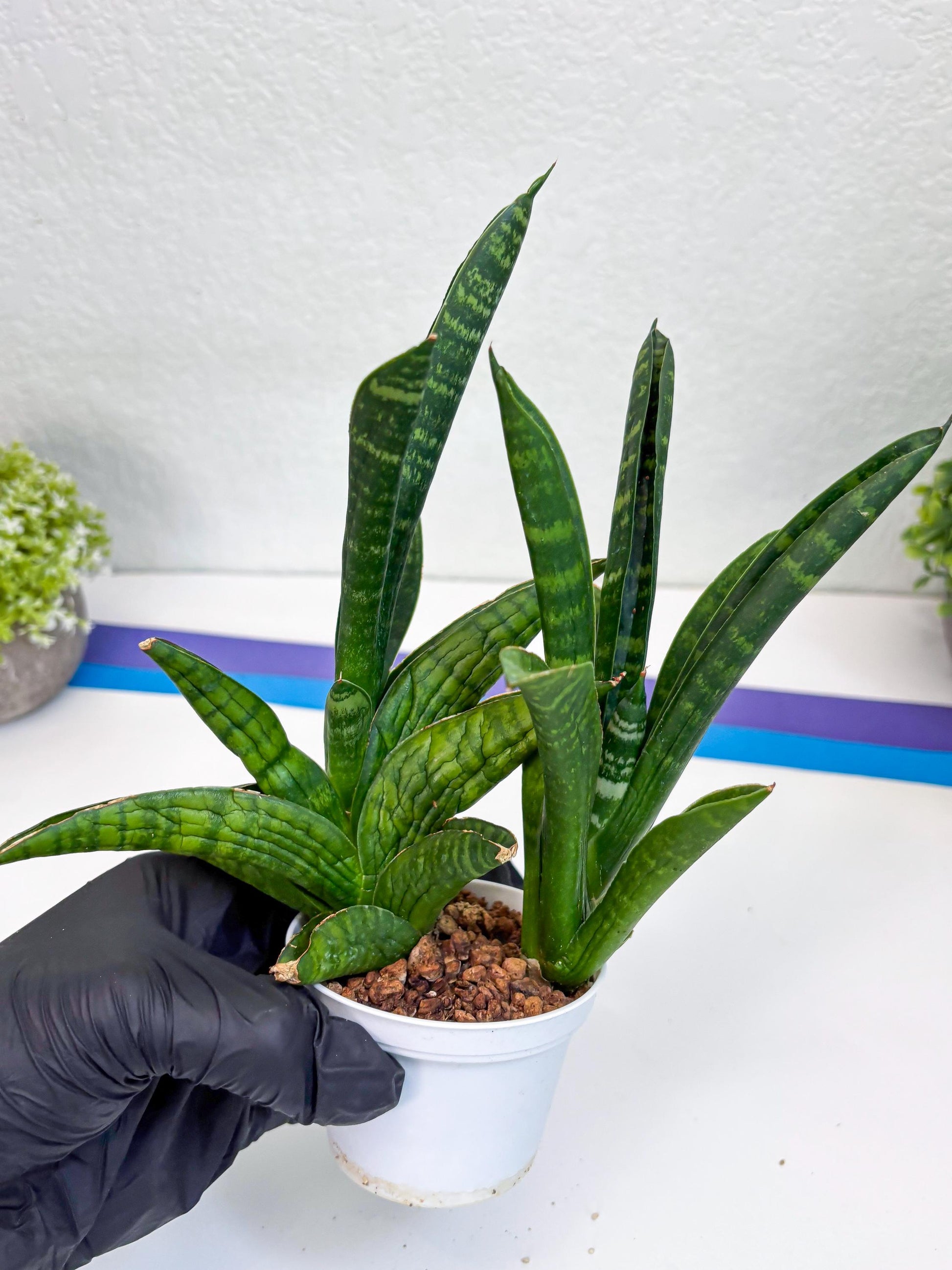 Sansevieria Anjani (Ha5) (y) | Snake Plant