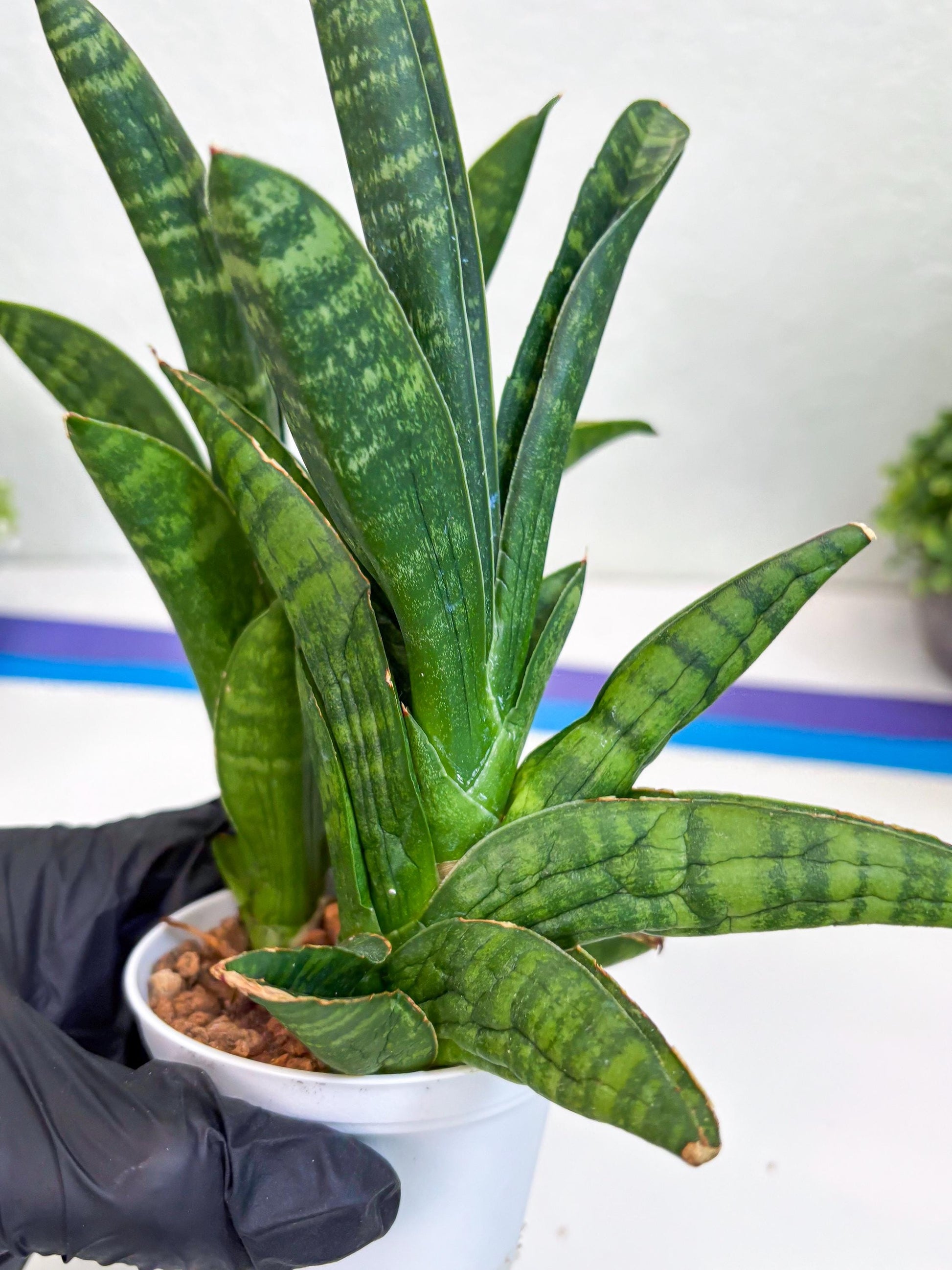 Sansevieria Anjani (Ha5) (y) | Snake Plant