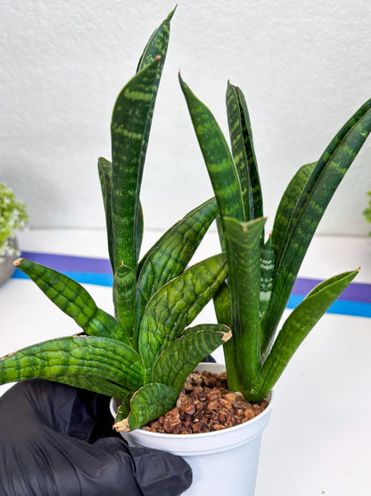 Sansevieria Anjani (Ha5) (y) | Snake Plant