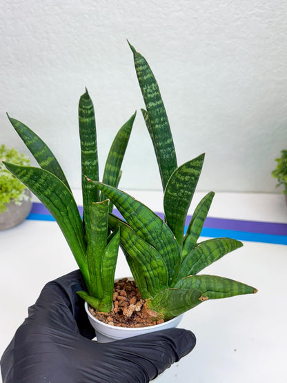 Sansevieria Anjani (Ha5) (y) | Snake Plant