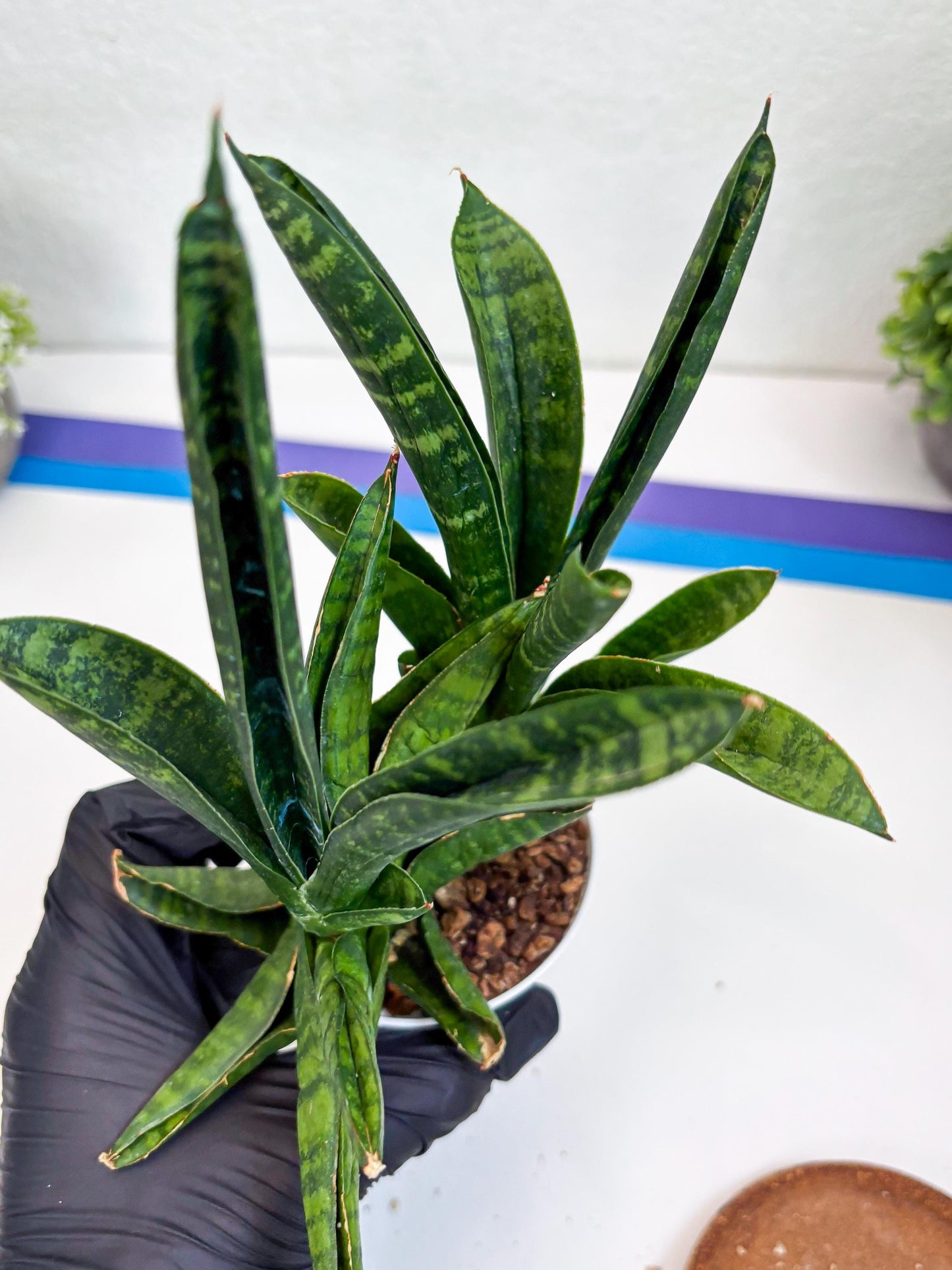 Sansevieria Anjani (Ha5) (y) | Snake Plant