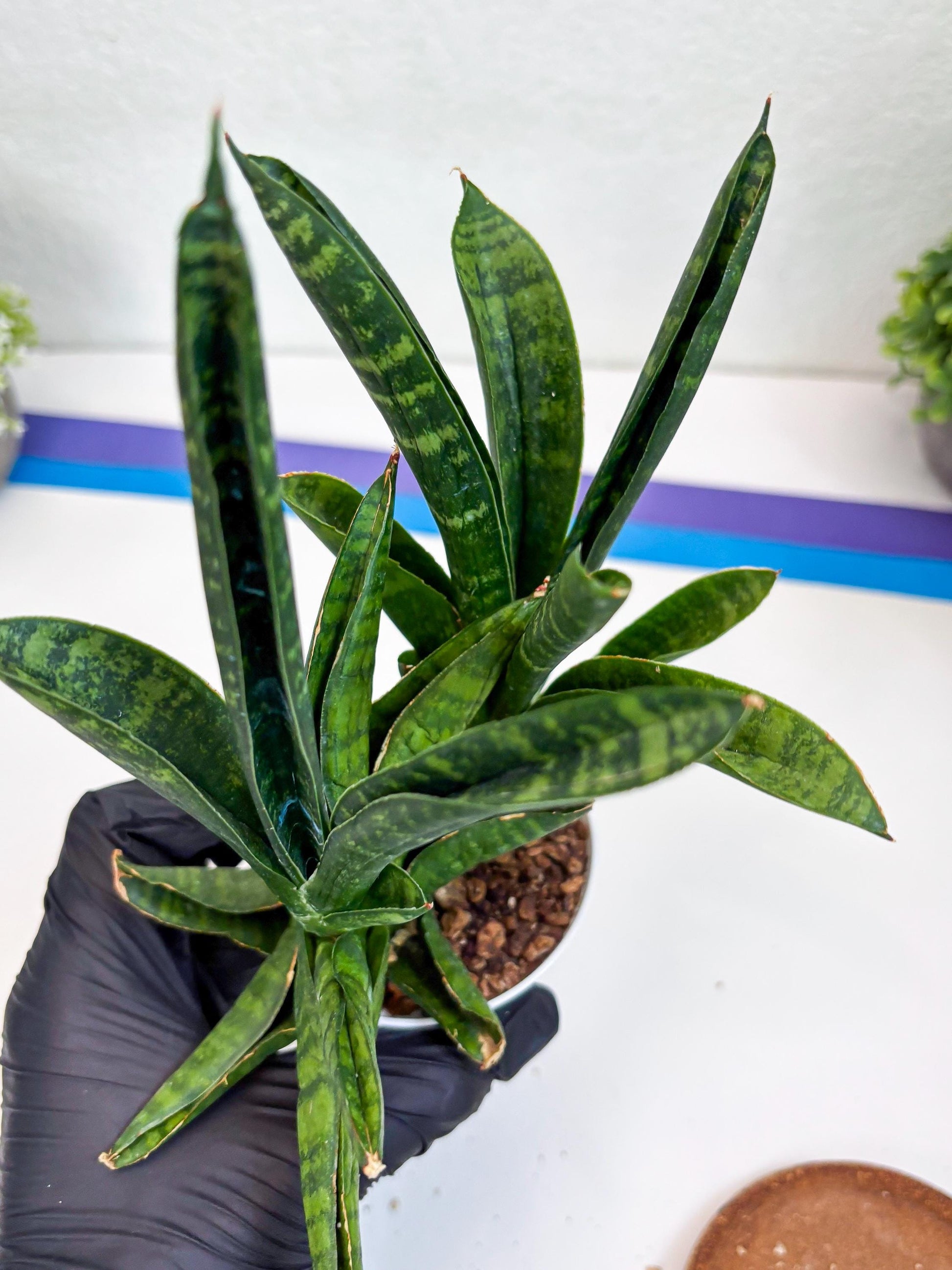 Sansevieria Anjani (Ha5) (y) | Snake Plant