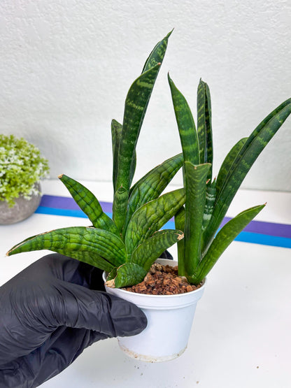 Sansevieria Anjani (Ha5) (y) | Snake Plant