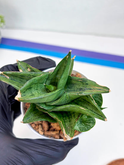 Sansevieria Dewa (H9) | Very Hard to Import | Dwarf hybrids