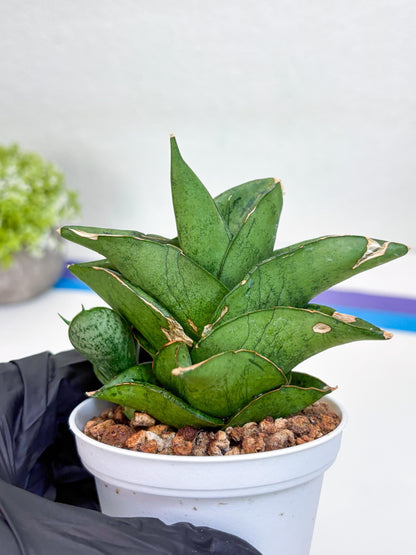 Sansevieria Dewa (H9) | Very Hard to Import | Dwarf hybrids