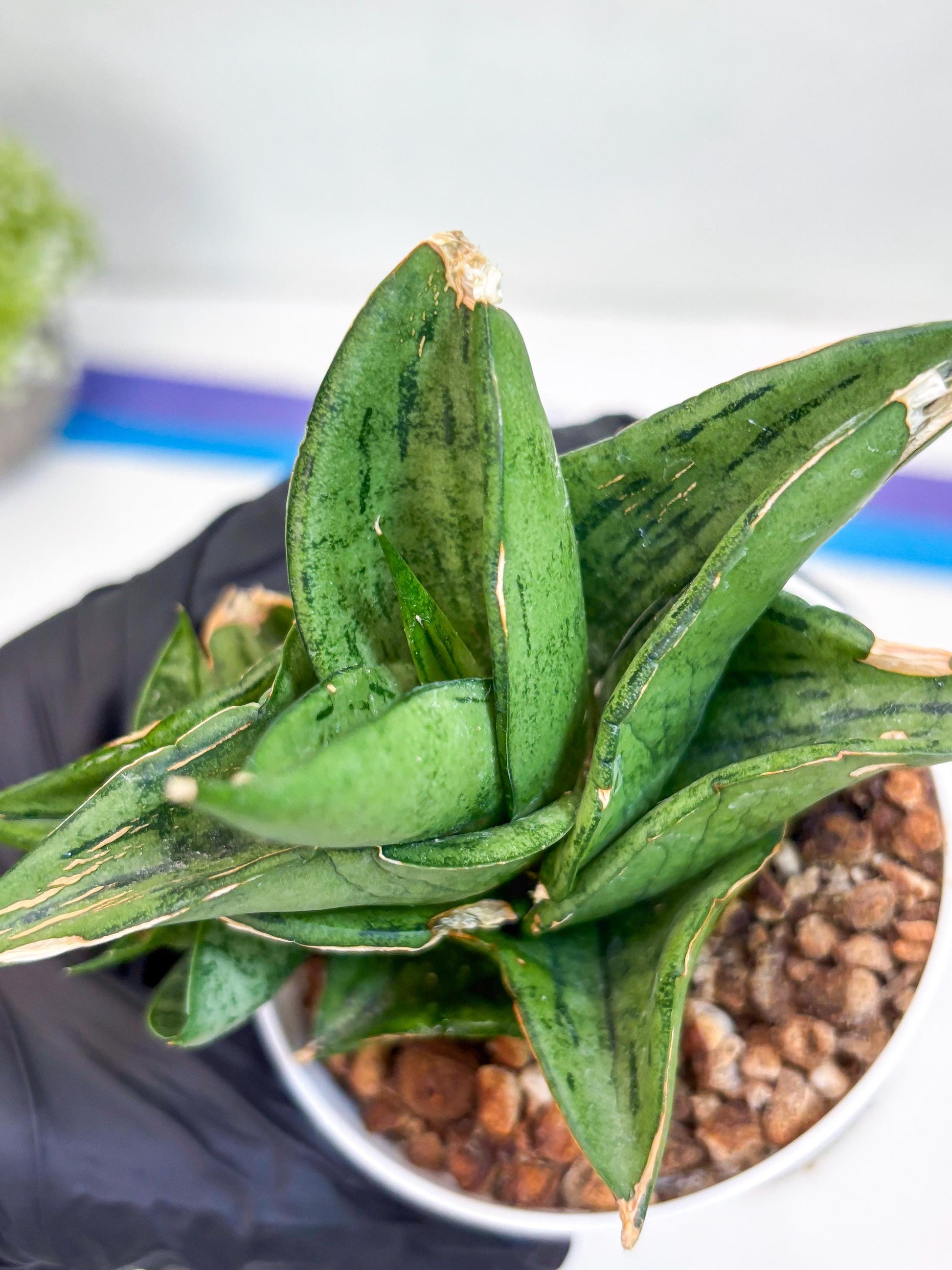 Sansevieria Dewa (H9) | Very Hard to Import | Dwarf hybrids