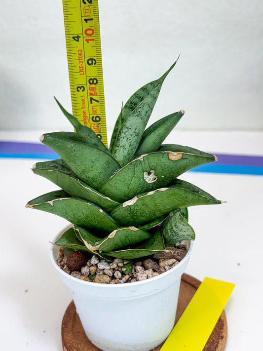 Sansevieria Dewa (Ha9) (y) | Very Hard to Import | Dwarf hybrids