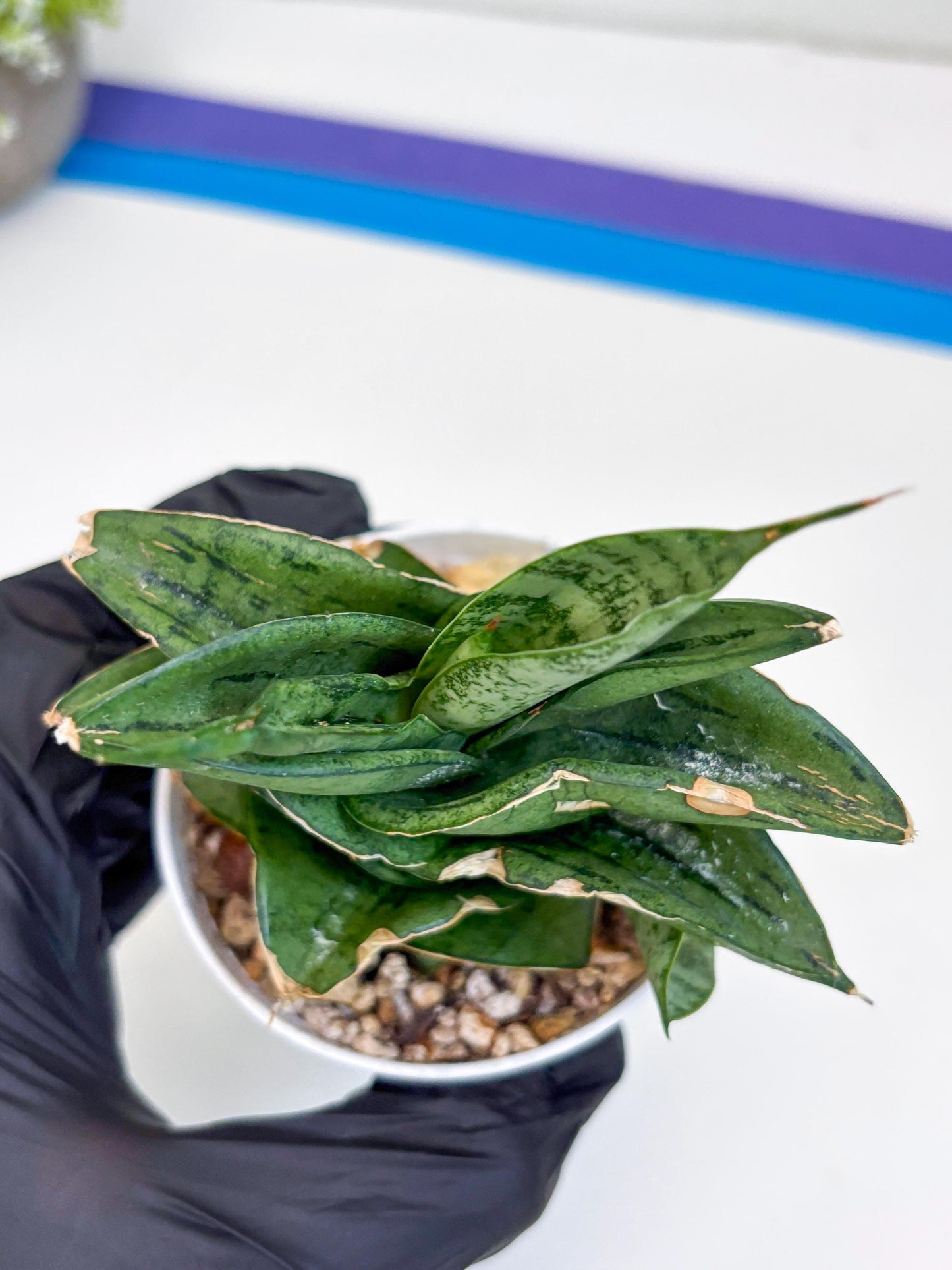 Sansevieria Dewa (Ha9) (y) | Very Hard to Import | Dwarf hybrids