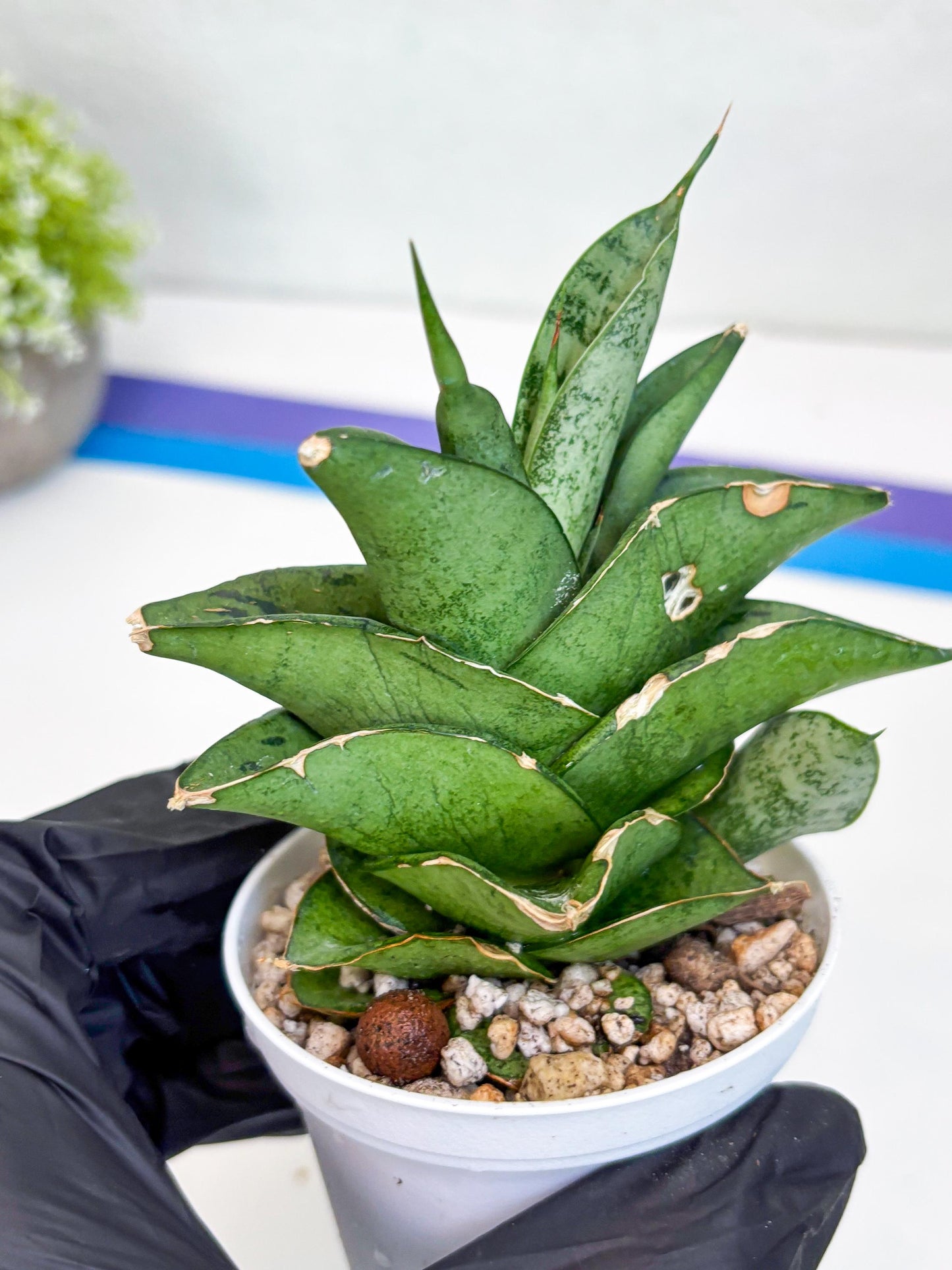 Sansevieria Dewa (Ha9) (y) | Very Hard to Import | Dwarf hybrids