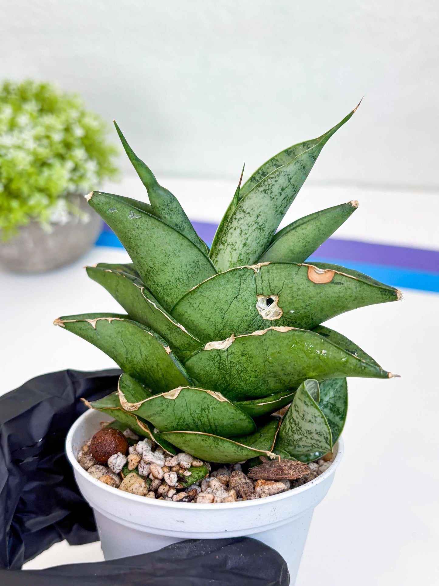 Sansevieria Dewa (Ha9) (y) | Very Hard to Import | Dwarf hybrids