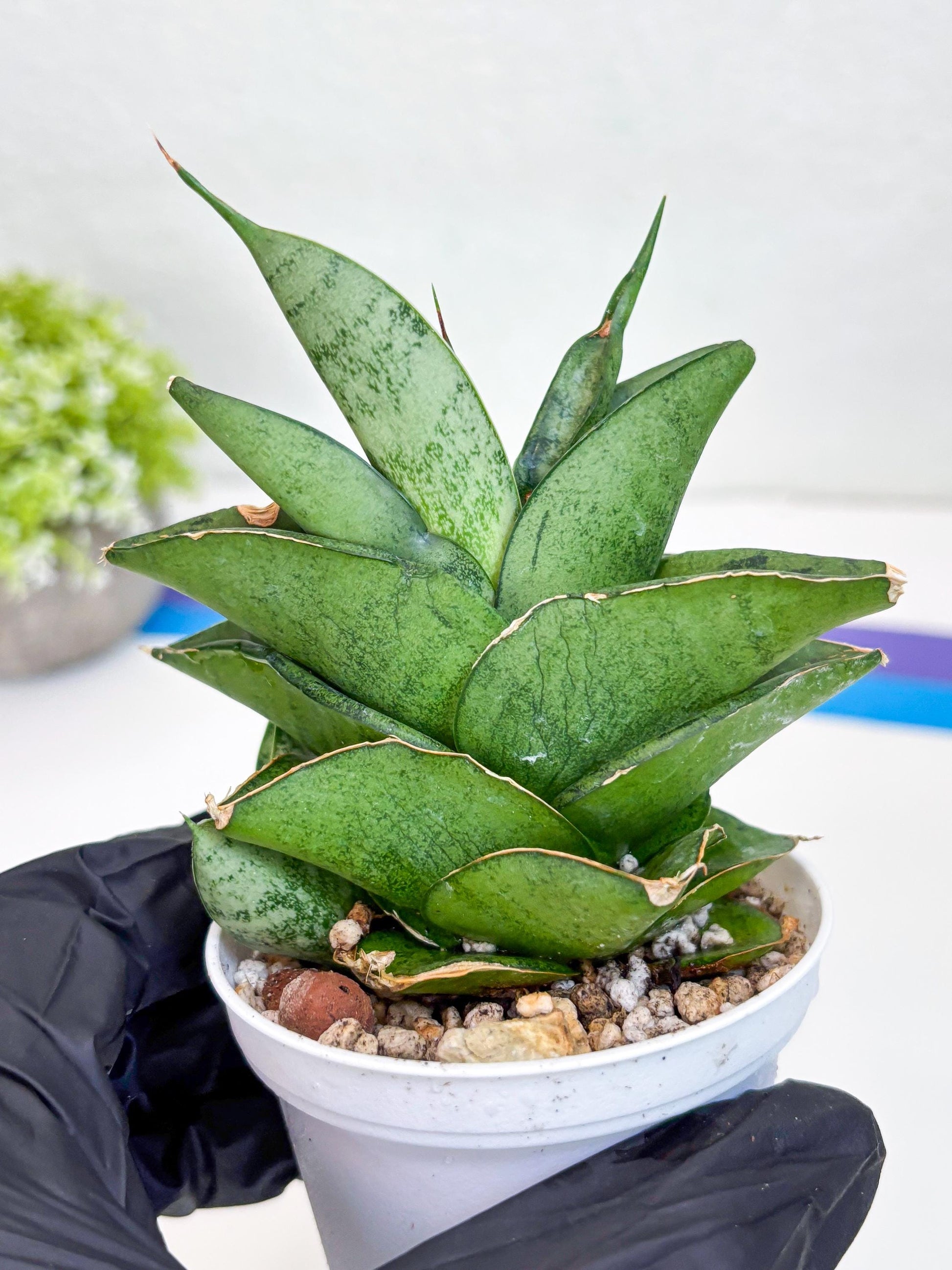 Sansevieria Dewa (Ha9) (y) | Very Hard to Import | Dwarf hybrids