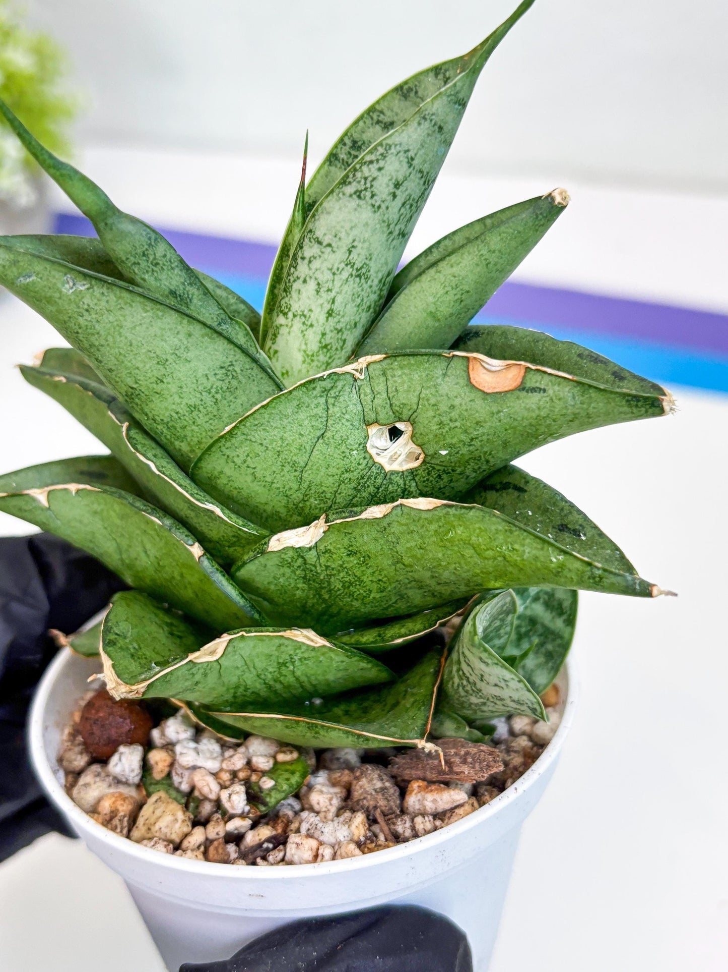 Sansevieria Dewa (Ha9) (y) | Very Hard to Import | Dwarf hybrids