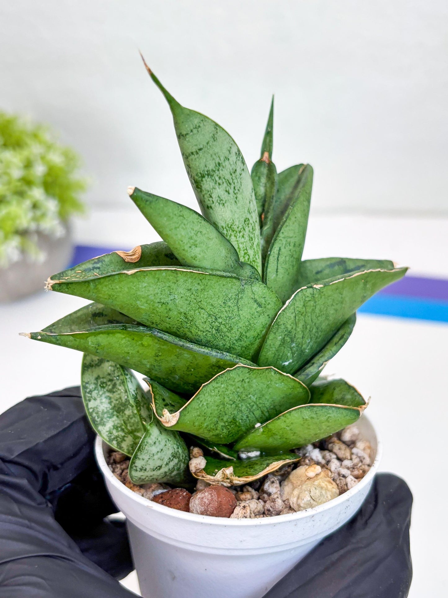 Sansevieria Dewa (Ha9) (y) | Very Hard to Import | Dwarf hybrids