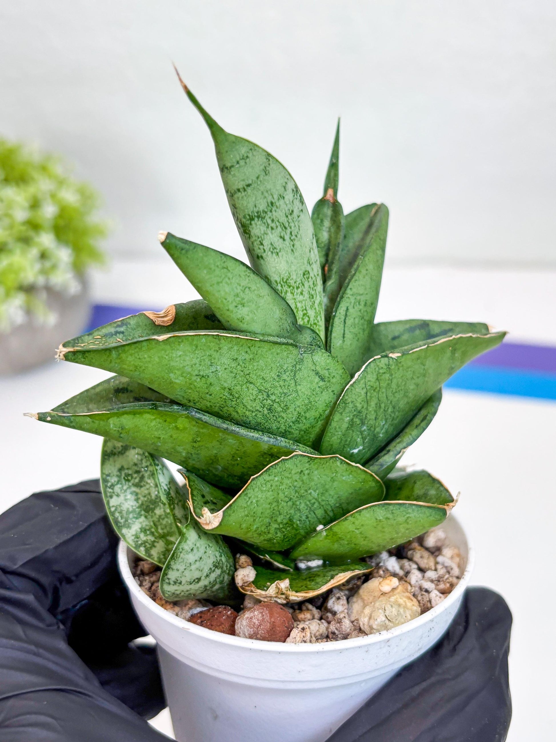 Sansevieria Dewa (Ha9) (y) | Very Hard to Import | Dwarf hybrids