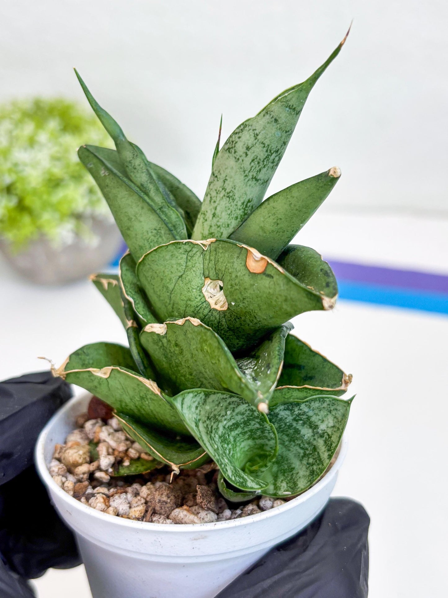 Sansevieria Dewa (Ha9) (y) | Very Hard to Import | Dwarf hybrids