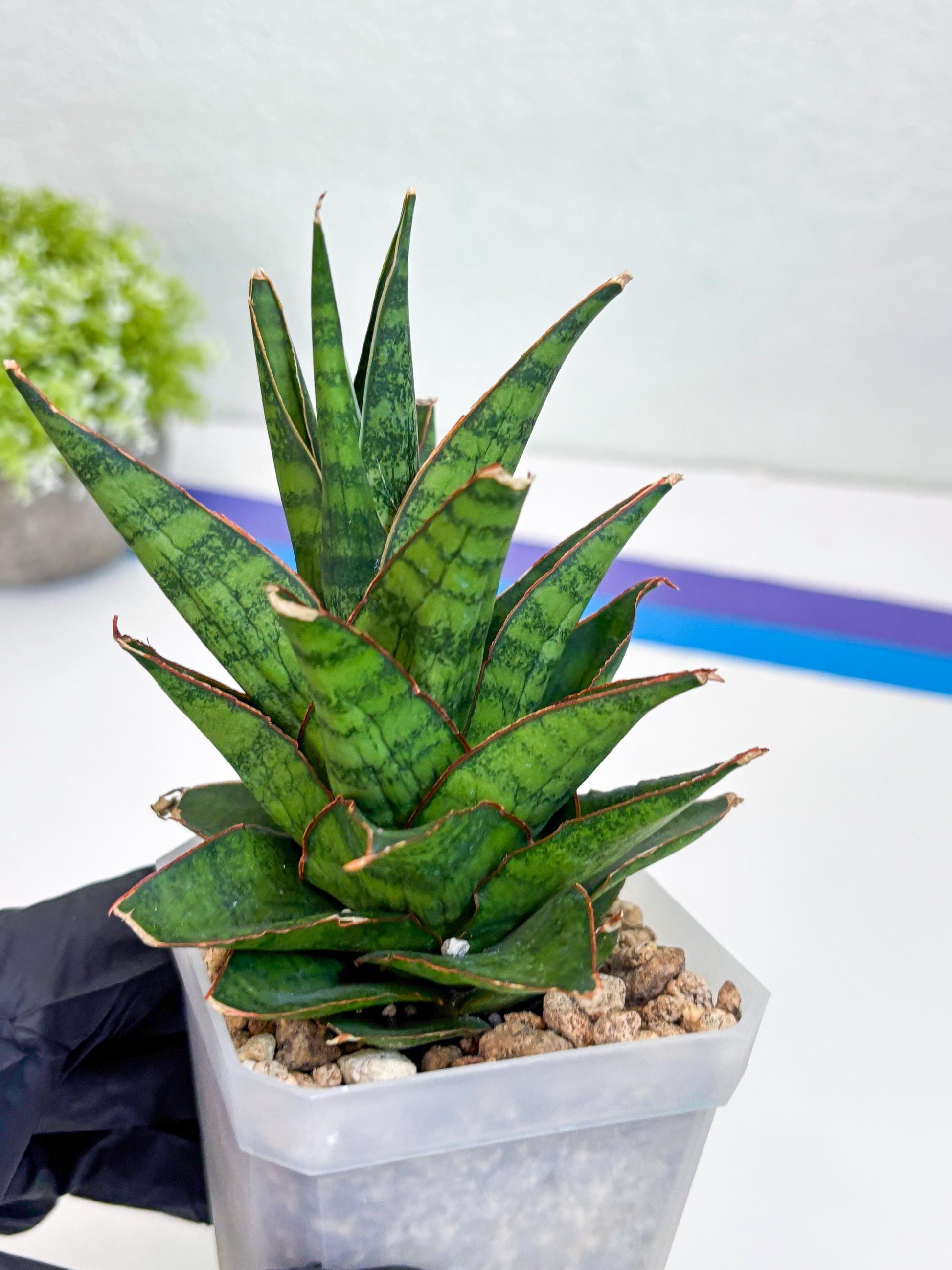 Sansevieria Asancaya (#H11) | Imported Plants | Rare Hybrid Species