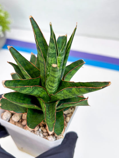 Sansevieria Asancaya (#H11) | Imported Plants | Rare Hybrid Species