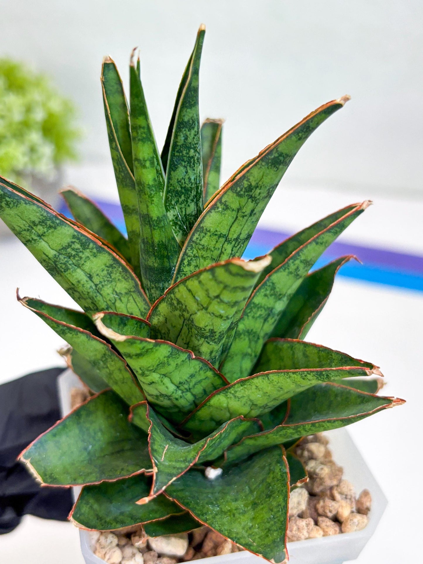 Sansevieria Asancaya (#H11) | Imported Plants | Rare Hybrid Species