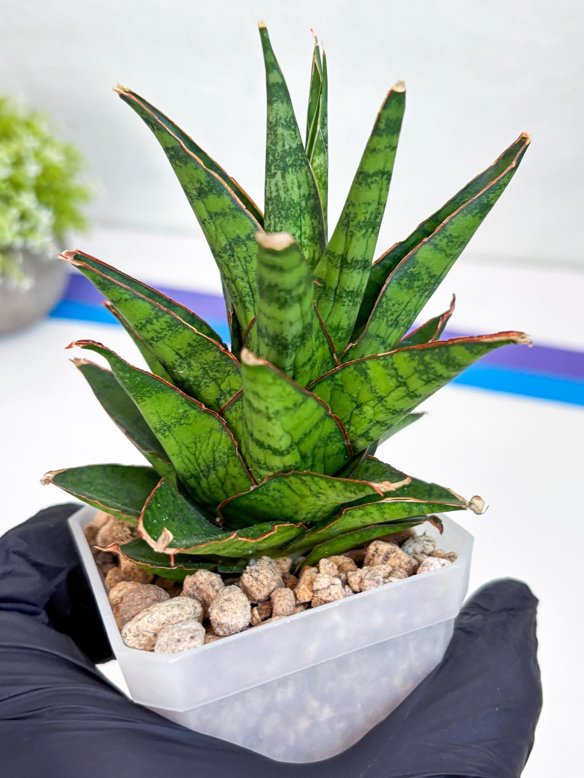 Sansevieria Asancaya (#H11) | Imported Plants | Rare Hybrid Species