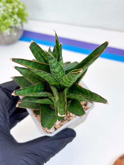 Sansevieria Asancaya (#H11) | Imported Plants | Rare Hybrid Species