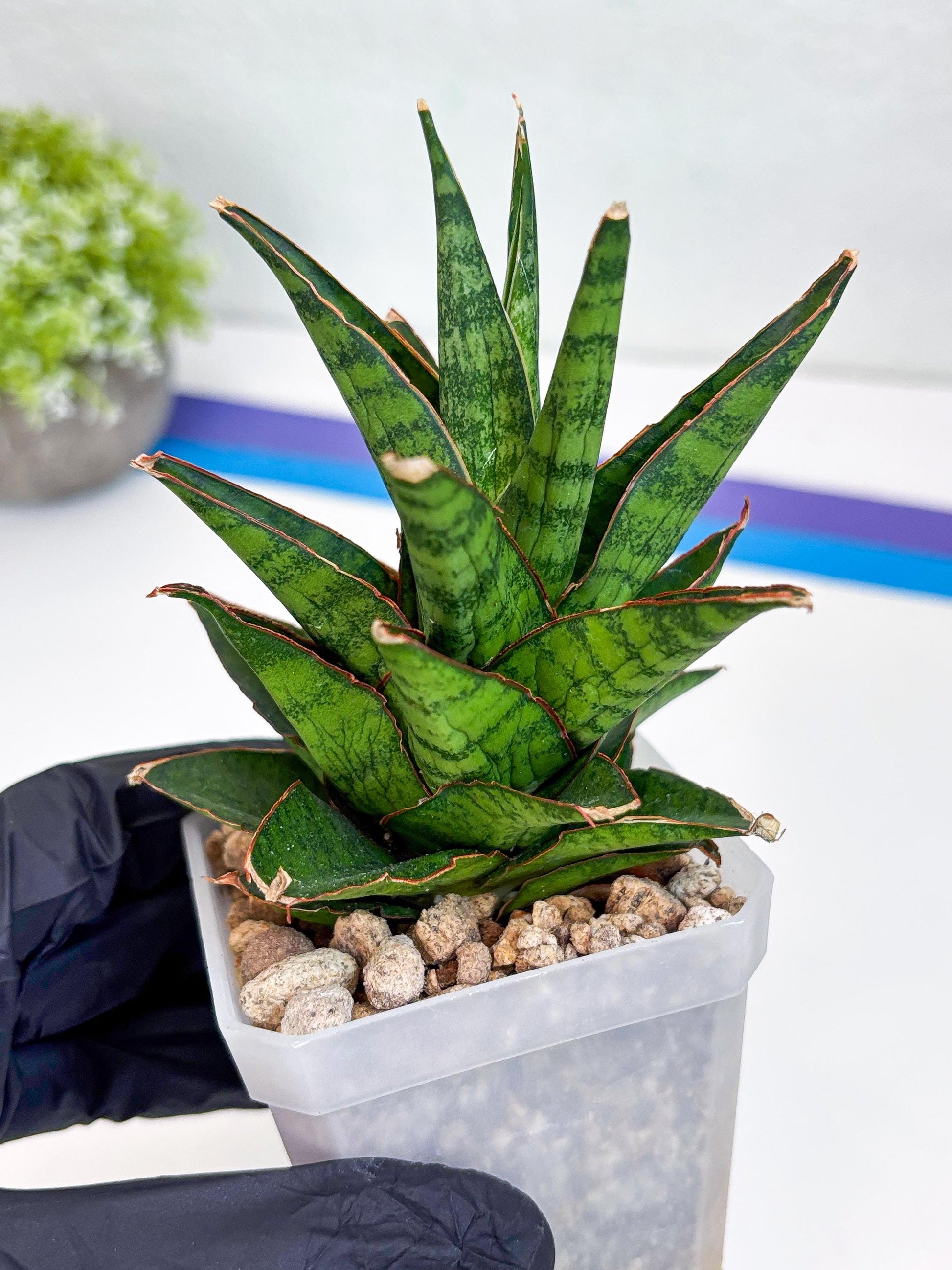 Sansevieria Asancaya (#H11) | Imported Plants | Rare Hybrid Species