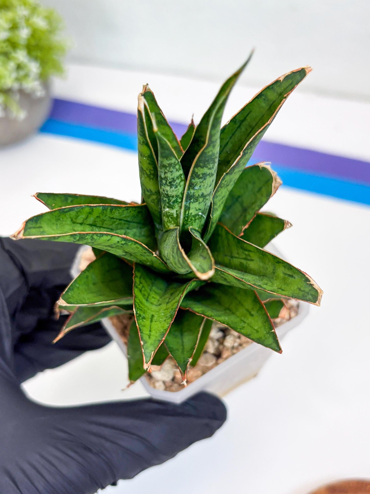 Sansevieria Asancaya (ha10) (p) | Imported Plants