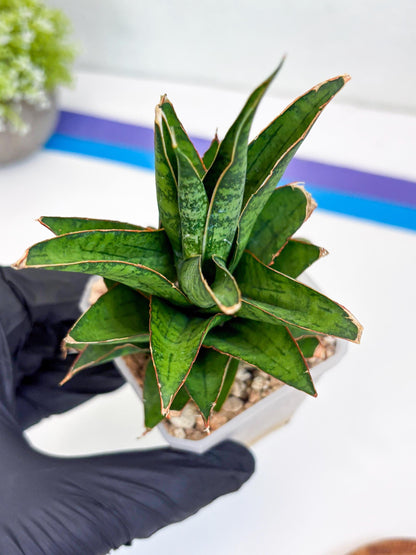 Sansevieria Asancaya (ha10) (p) | Imported Plants