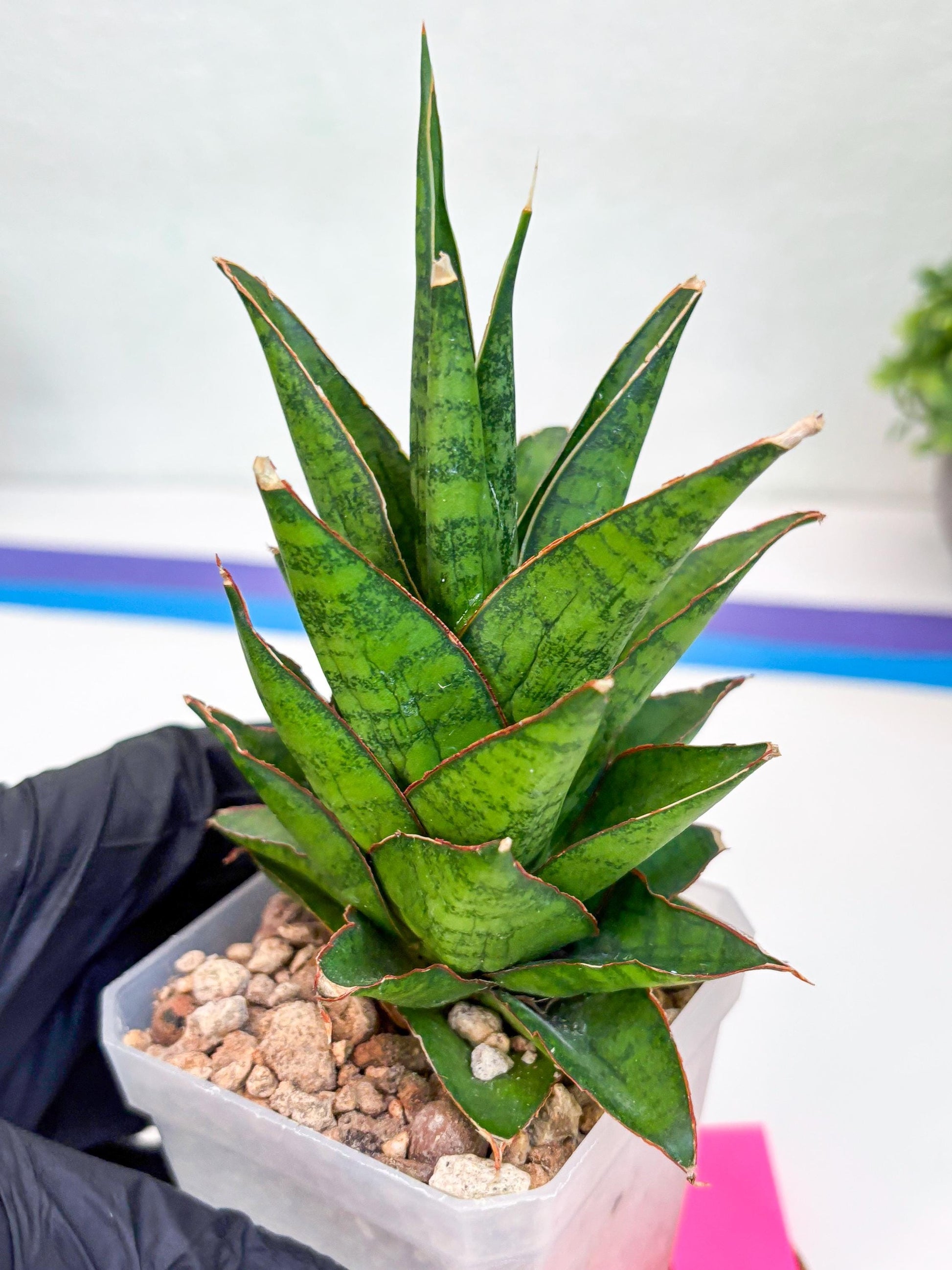 Sansevieria Asancaya (ha10) (p) | Imported Plants