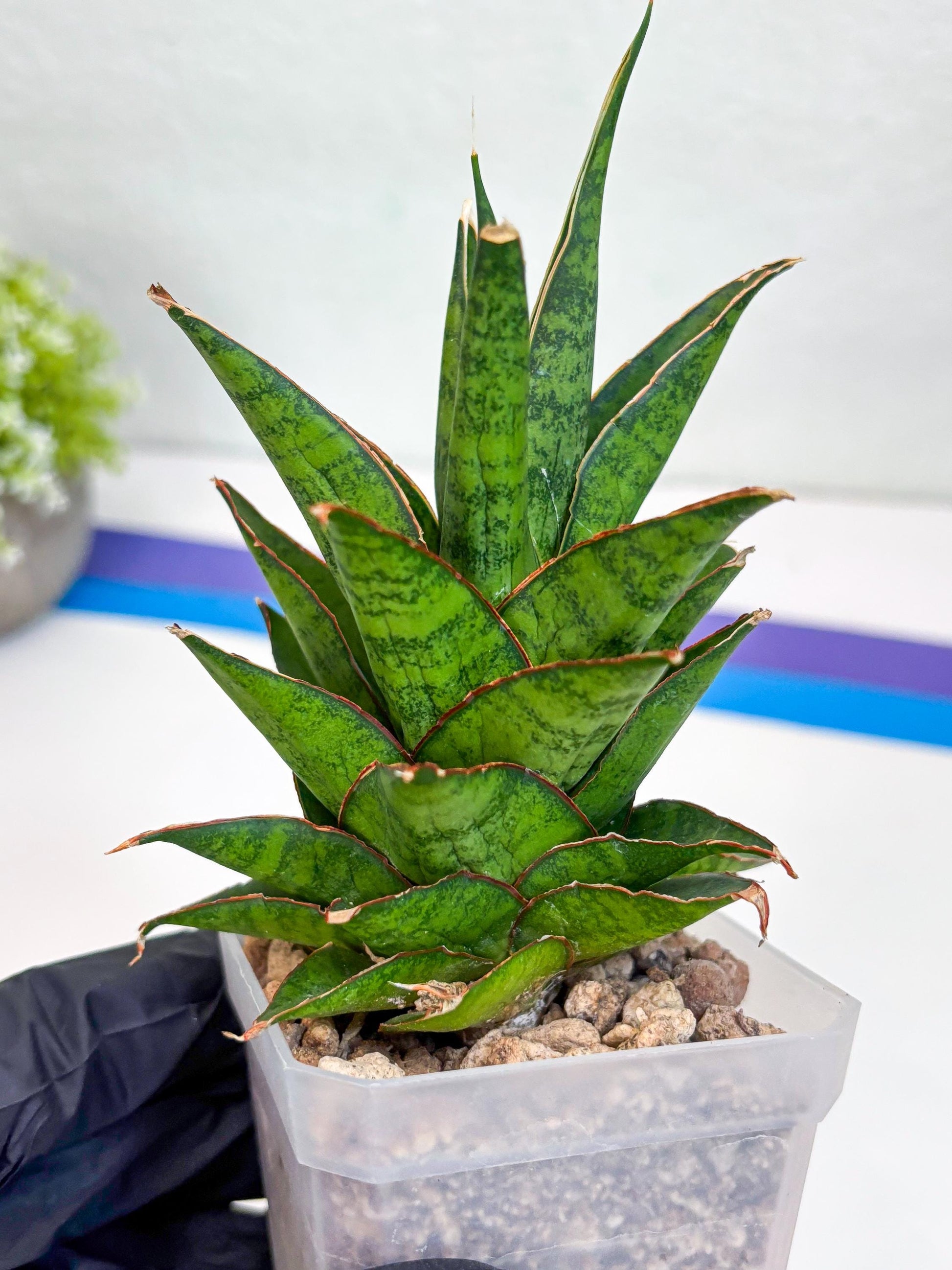 Sansevieria Asancaya (ha10) (p) | Imported Plants