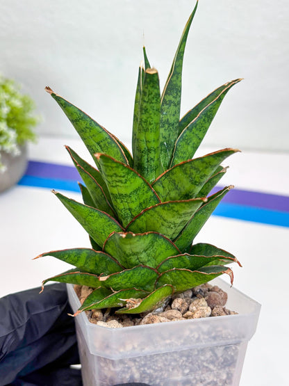 Sansevieria Asancaya (ha10) (p) | Imported Plants
