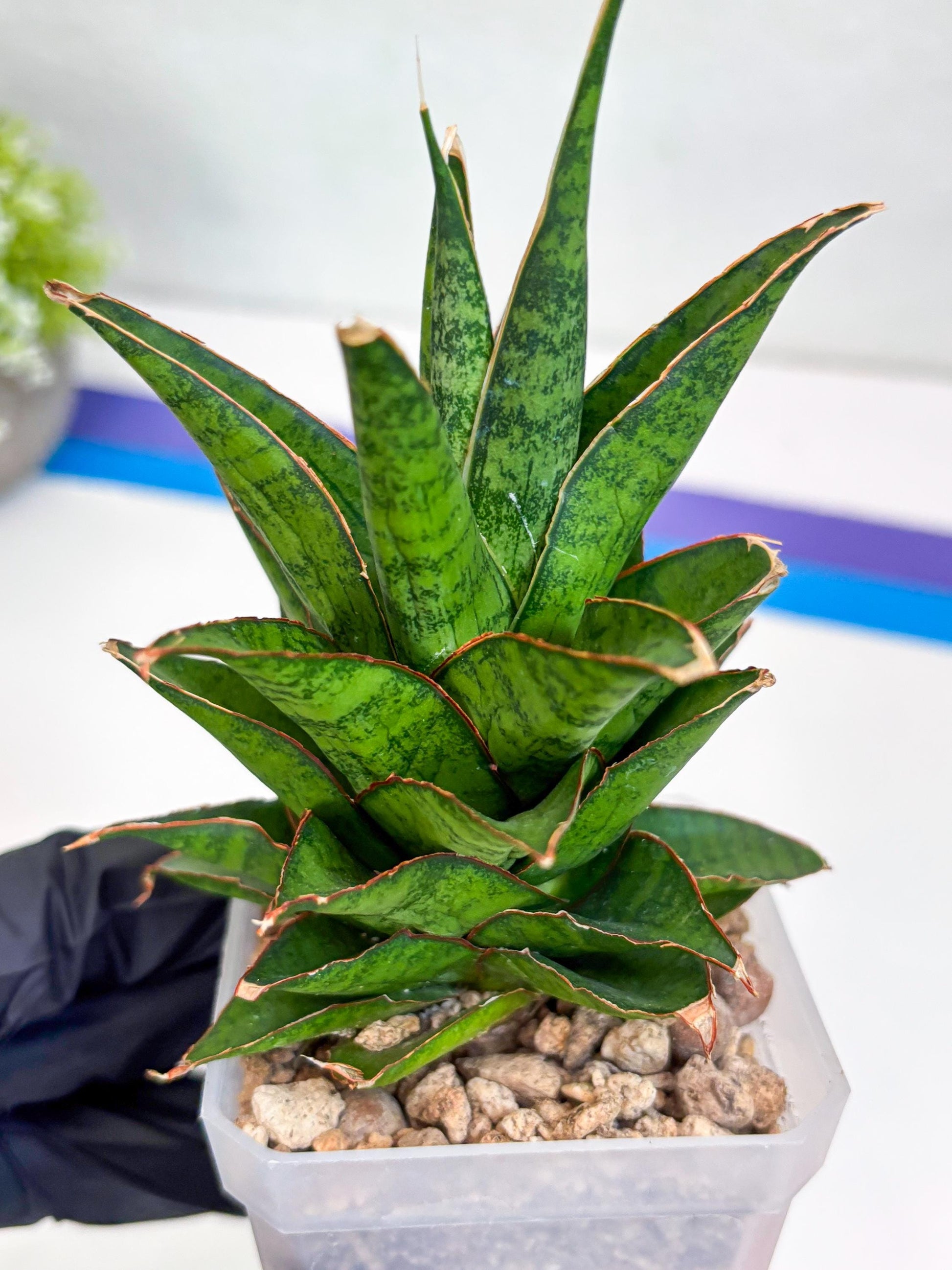 Sansevieria Asancaya (ha10) (p) | Imported Plants