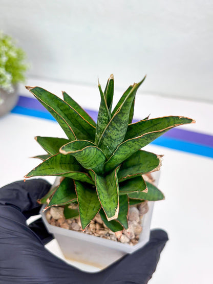 Sansevieria Asancaya (ha10) (p) | Imported Plants