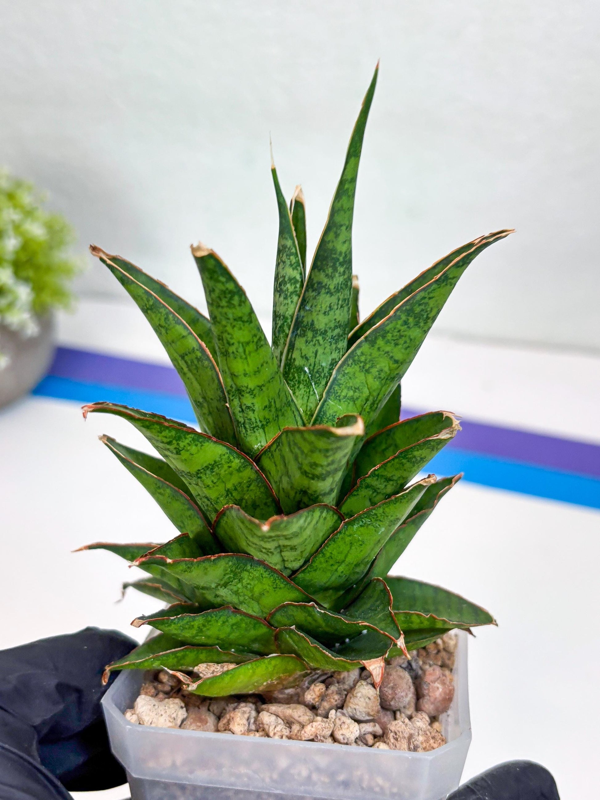 Sansevieria Asancaya (ha10) (p) | Imported Plants