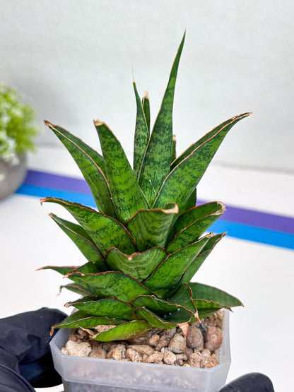 Sansevieria Asancaya (ha10) (p) | Imported Plants