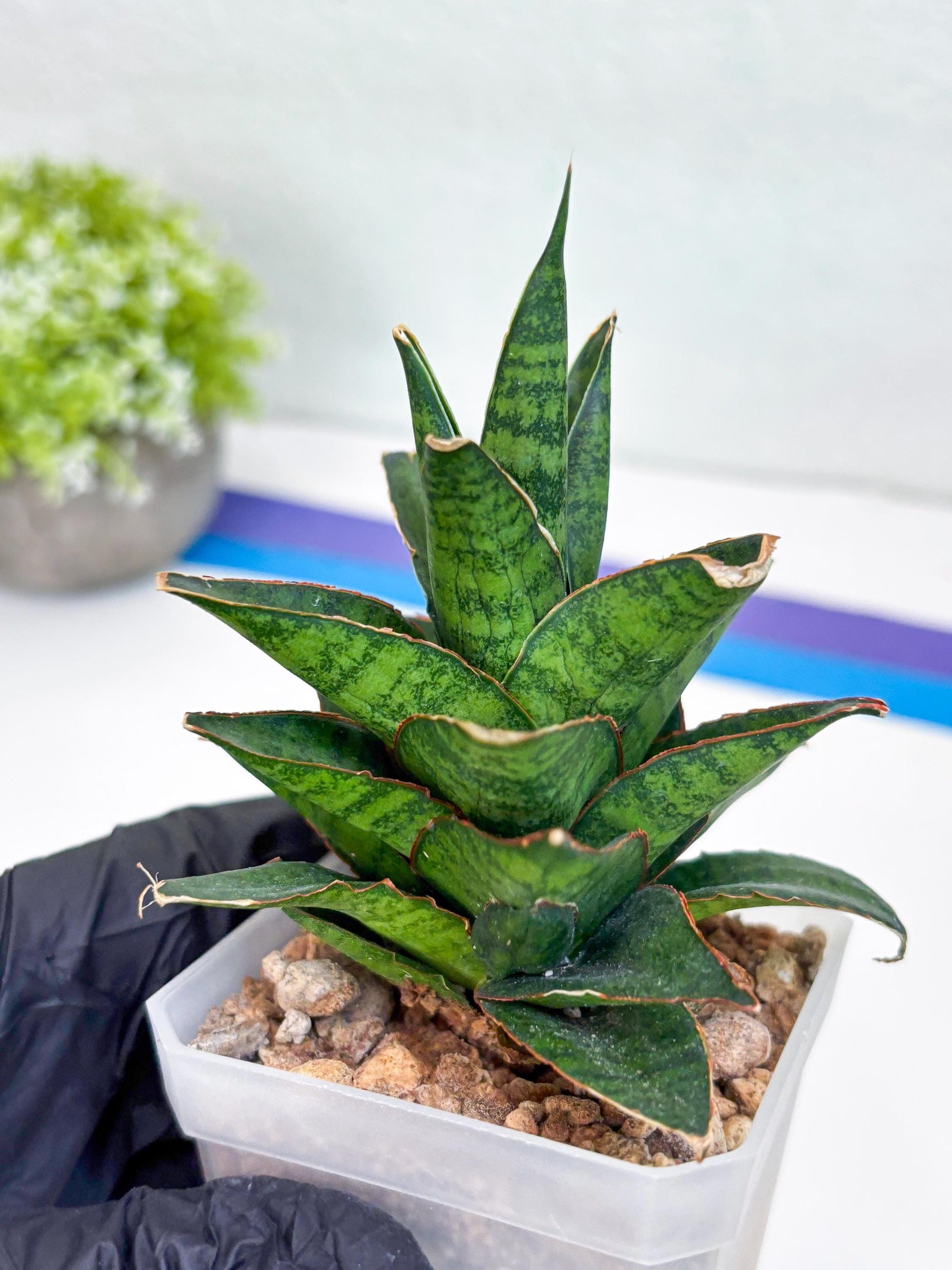 Sansevieria Asancaya (ha10) (b) | Imported Plants