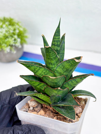 Sansevieria Asancaya (ha10) (b) | Imported Plants