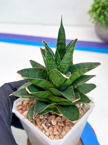 Sansevieria Asancaya (ha10) (b) | Imported Plants