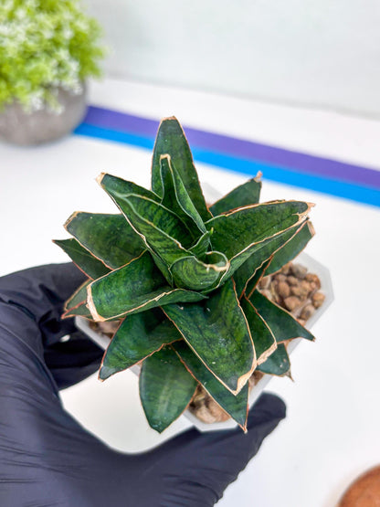 Sansevieria Asancaya (ha10) (b) | Imported Plants