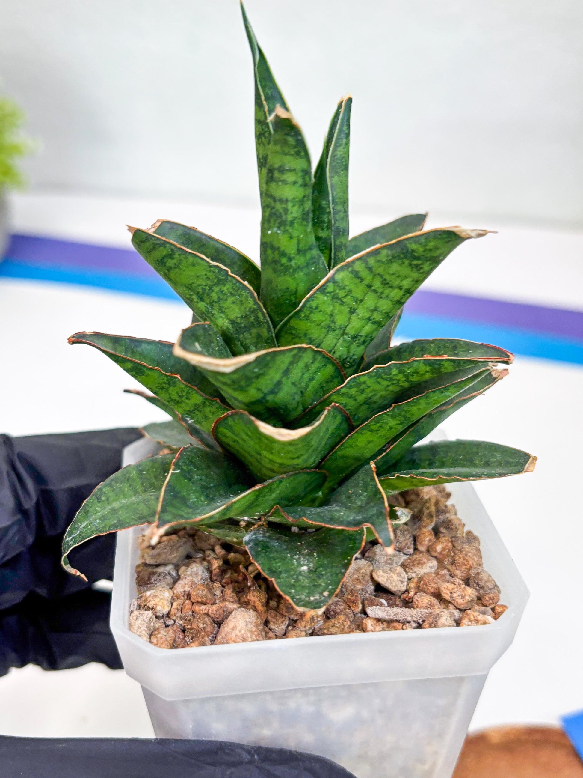 Sansevieria Asancaya (ha10) (b) | Imported Plants
