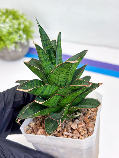 Sansevieria Asancaya (ha10) (b) | Imported Plants